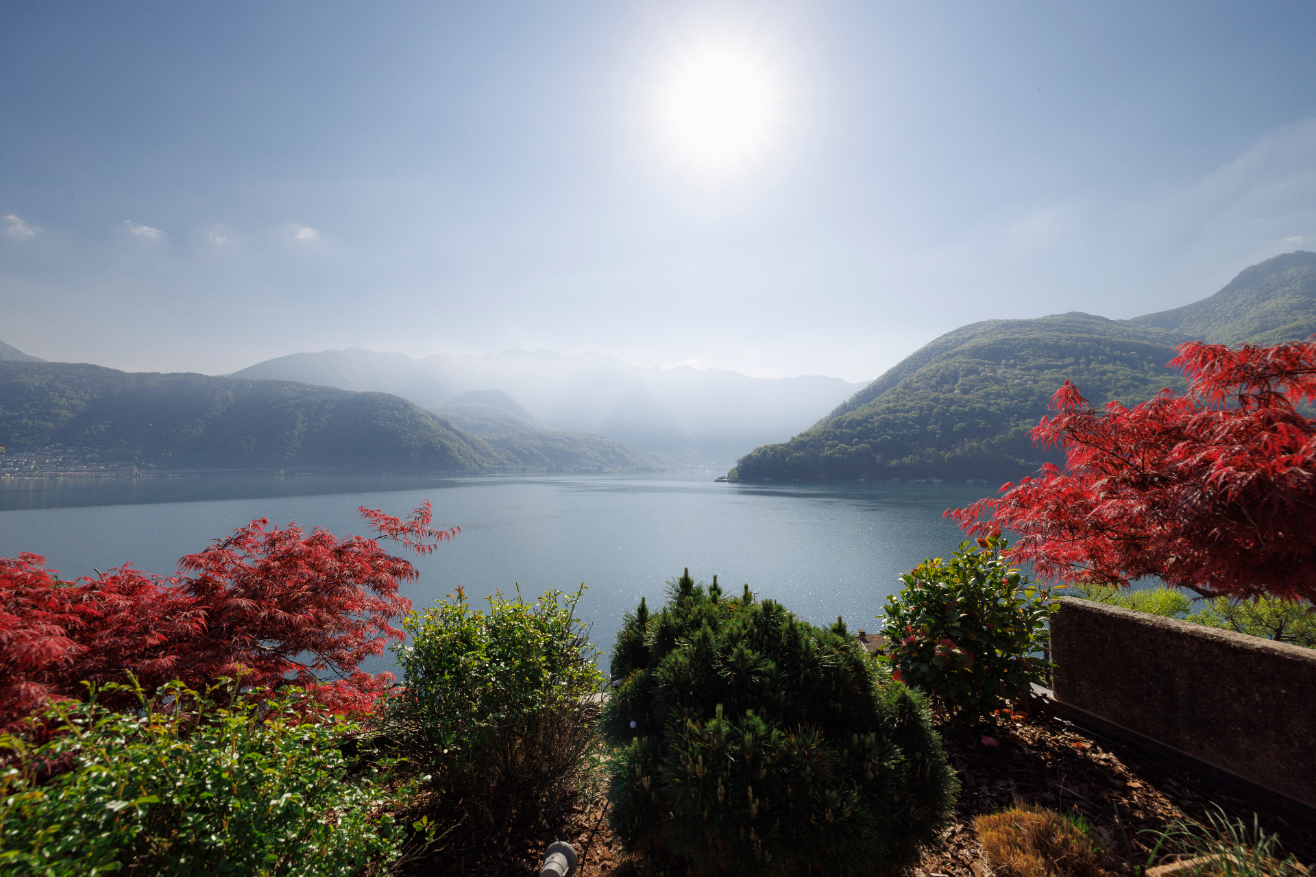 Lake view framed by Japanese maples